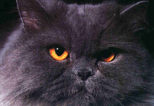 Юрий Минаев