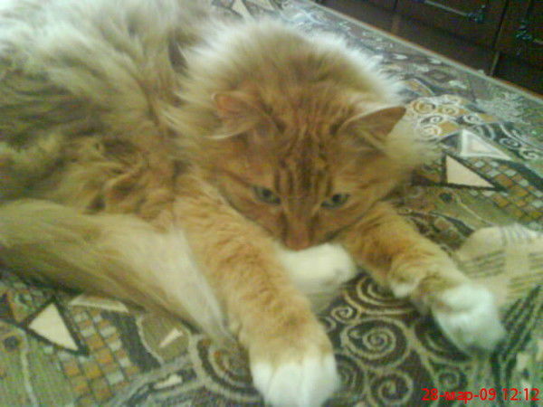 Роман Крячко