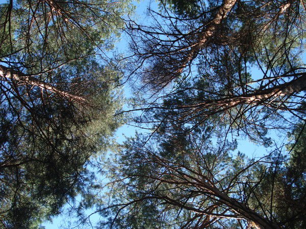 Ирина Сычева