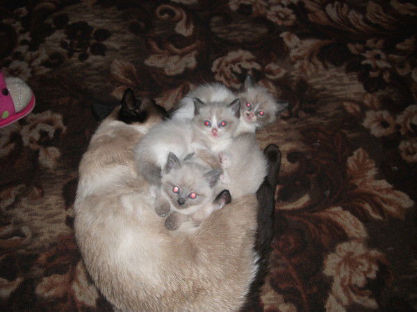 Дмитрий Уляшев