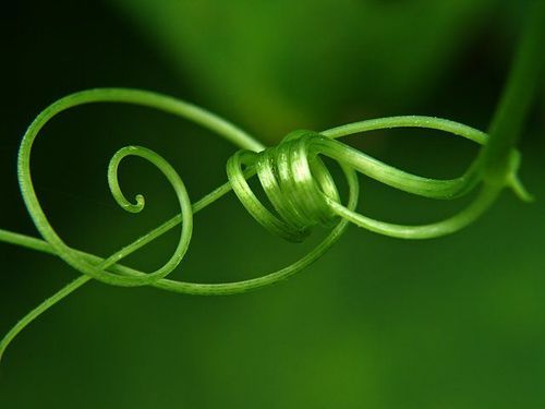 Виктория Петрова