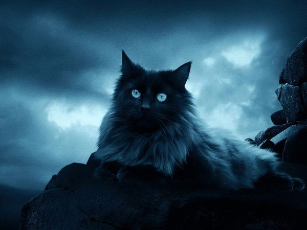 Кошка Домашняя