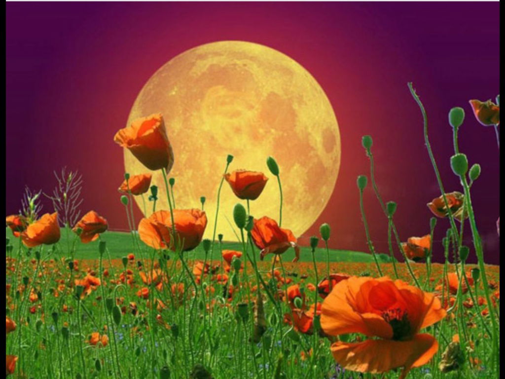 Лунный Цветок