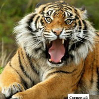 Алеся Петрашкевич