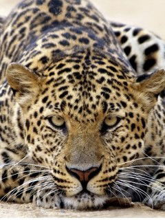 Ирина Андрейщева