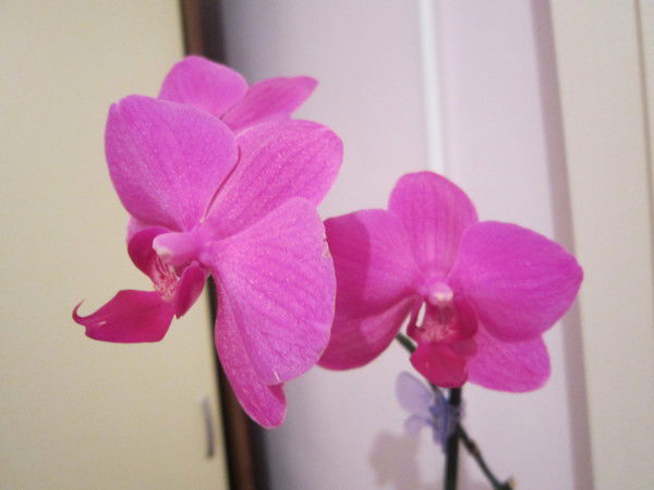 Лариса Гаврилова