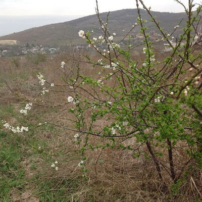 Полина Попандопуло