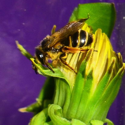 Валентина Крылова