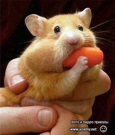 Дмитрий Игутов