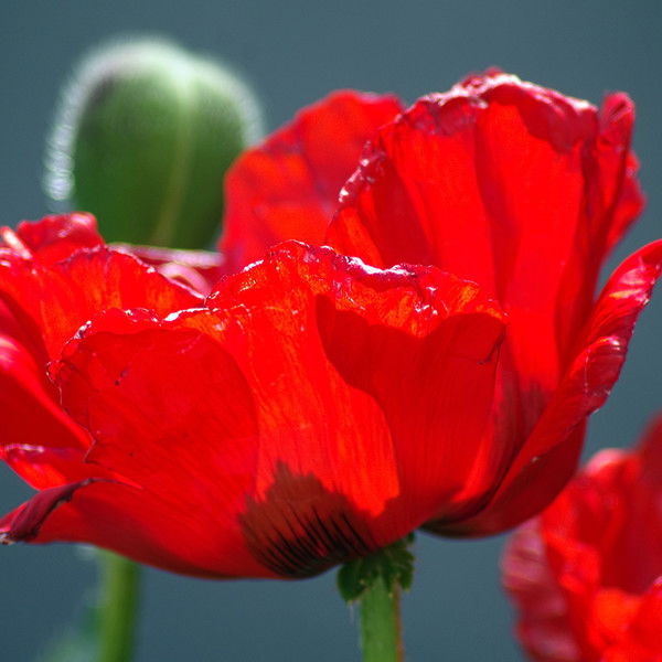 Светлана Ишмухаметова