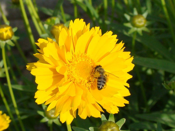 Татьяна Плитченко