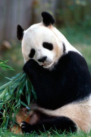 Денис Рабенок