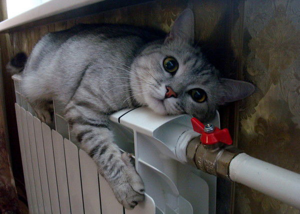 Ирина Ершова