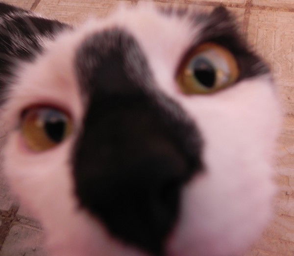 Елена Тархова