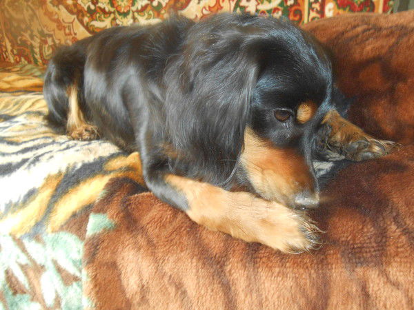 Паша Микалаускас