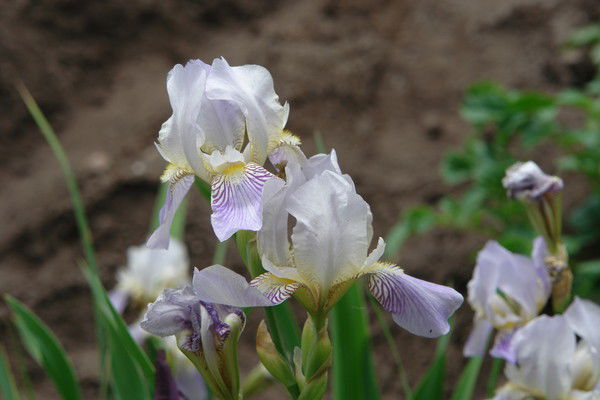 Мария Сазанова