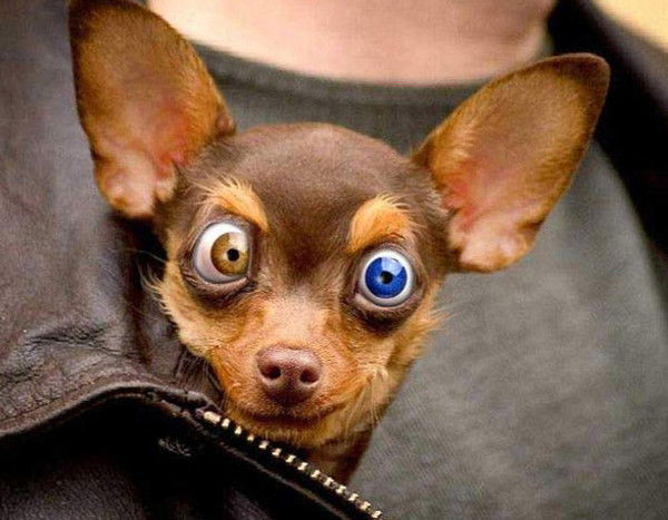 Катя Головина