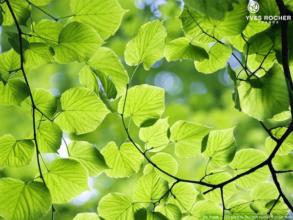 Елена Шишкина