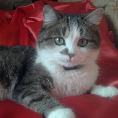 Ника Кошкина