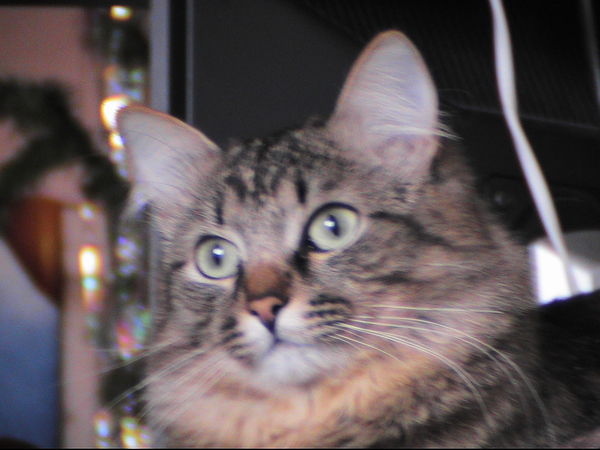 Татьяна Лицкевич