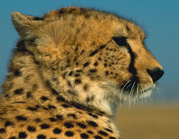 Виолетта Вен