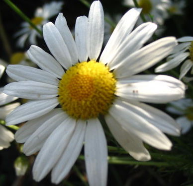 Катерина Крикунова