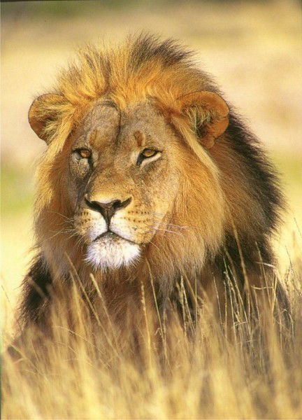 Иван Первойкин