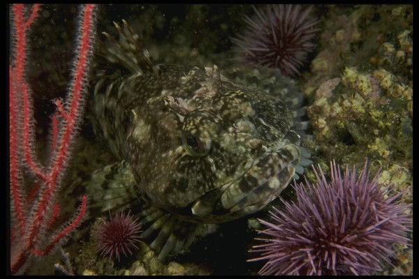 Ержигит Сасбука