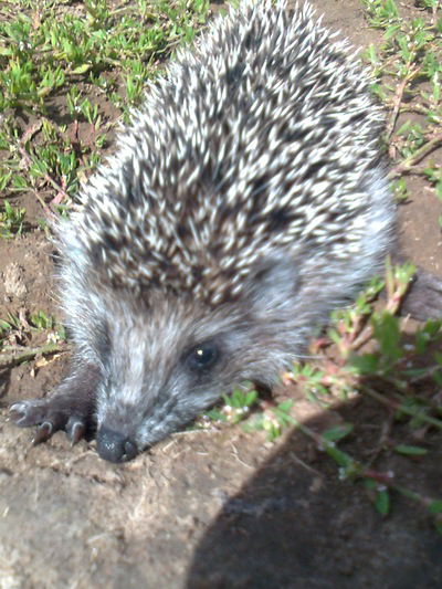 Никита Тутынин