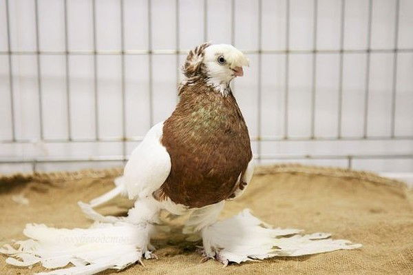 Рустем Темирбеков