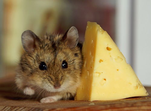 Алексей Будда