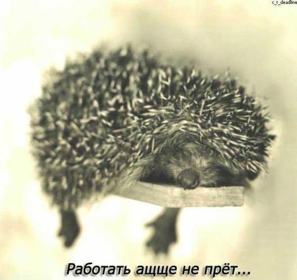 Татьяна Белова