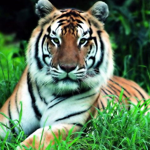 Александр Зубайлов