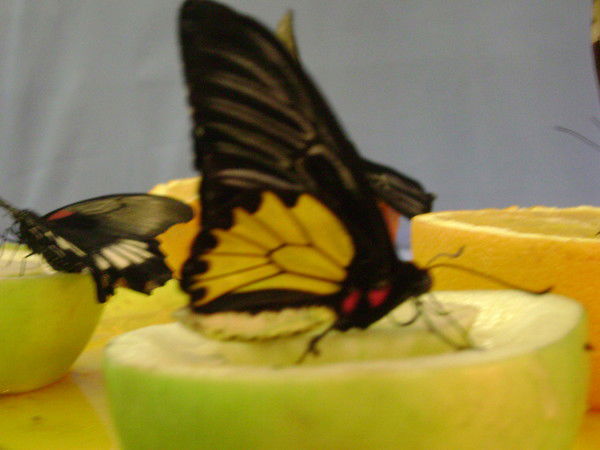 Юлия Вартач