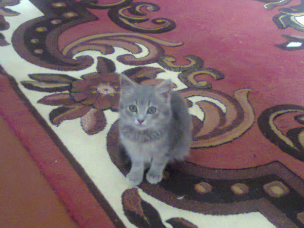 Галина Жолубак