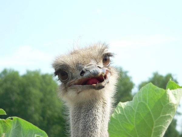 Ирина Малева