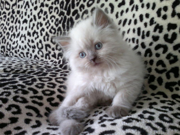 Ксения Кайзер