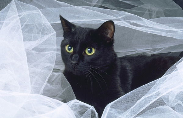 Диана Додосьян