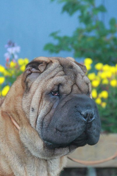 Питомник Пье Шар Алена Самошина