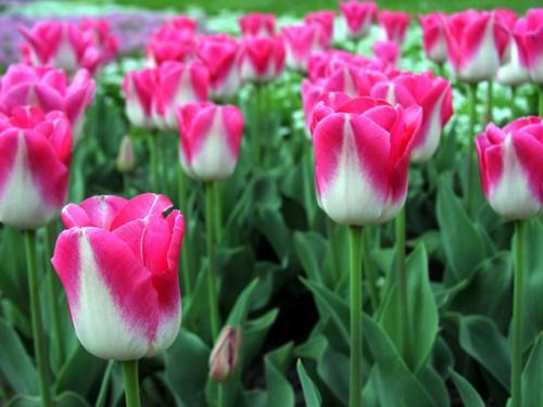 Лола Тўхтаева