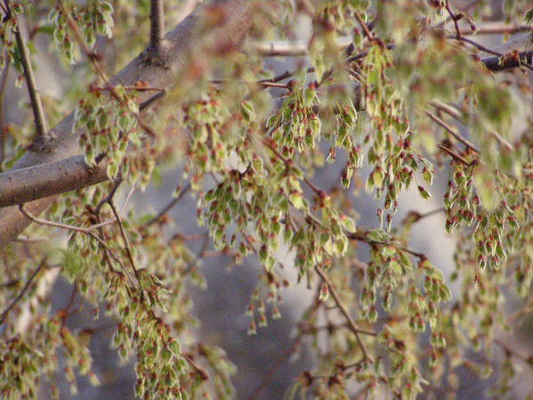 Анна Попова