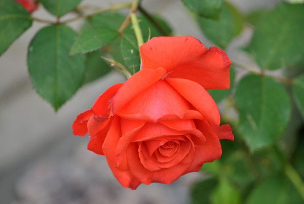 Наталья Салихова