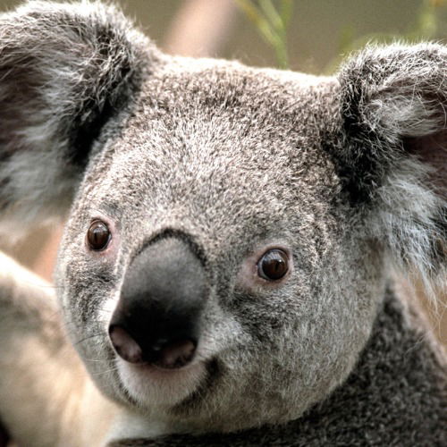 Хороший Мальчик