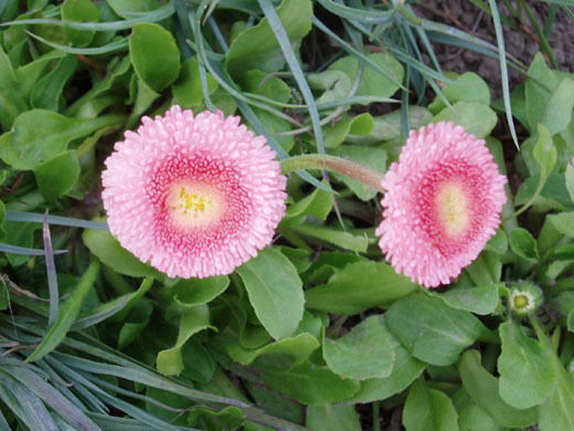 Ритуля Красотуля