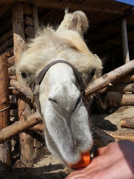 Владислав Ломов