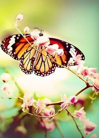 Виктория Медведева