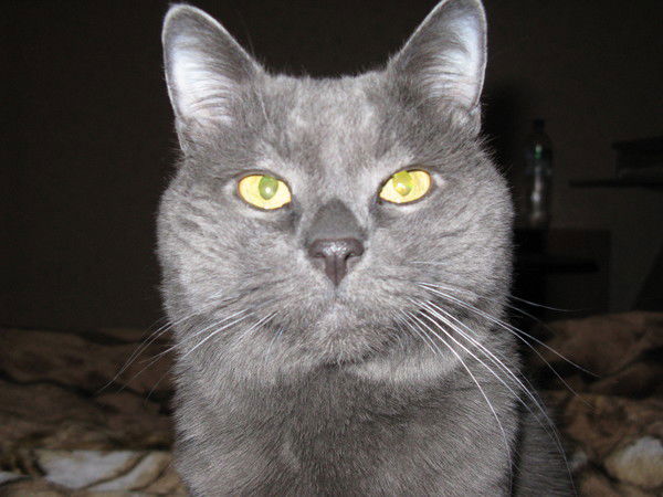 Нина Ливицкая