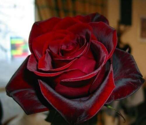 Акгуль Байкенже