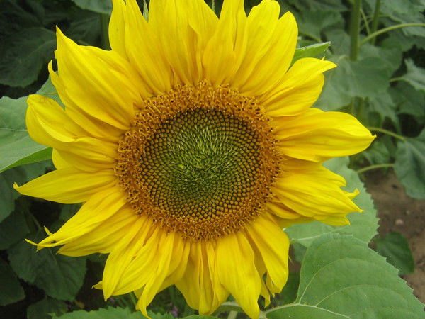 Алла Варгина