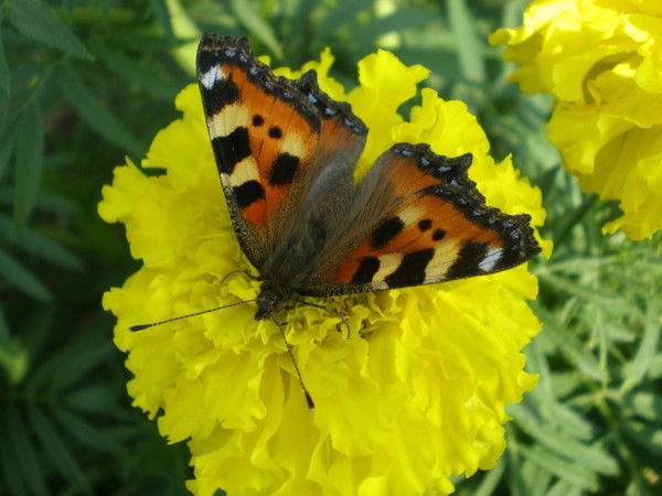 Елена Корчагина